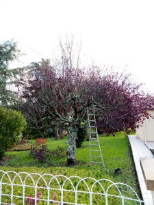 Photo de galerie - Elagage et coupe d'arbres