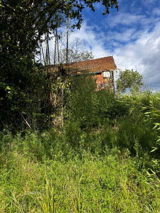 Photo de galerie - Tonte de pelouse - Débroussaillage