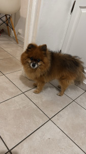 Photo de galerie - Garde de Gribouille, un spitz, pendant 9 jours