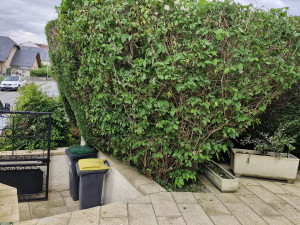 Photo de galerie - Taille de haies et d'arbustes