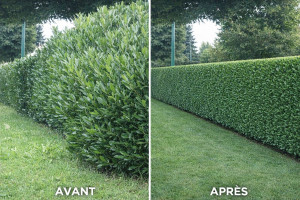 Photo de galerie - Taille de haie