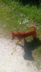 Photo de galerie - Je promenais le chien de ma sœur 