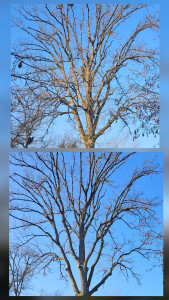 Photo de galerie - Petit élagage d'un chêne bord de route coupe de branches et bois mort 