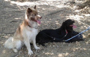 Photo de galerie - Ballade avec les chiens