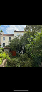 Photo de galerie - Élagage d’un arbre avec évacuation