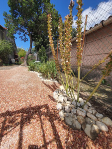 Photo de galerie - Aménagement d'un jardin avec galet gris autour des massifs de végétaux et gravier saumon sur une surface de 120m2