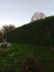 Photo de galerie - Taille de laurier palme 