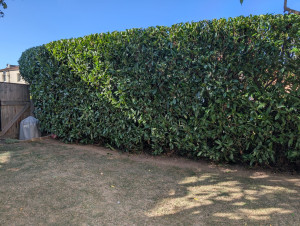 Photo de galerie - Taille de haie