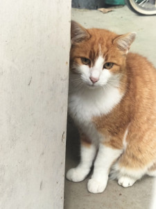 Photo de galerie - Pépin 