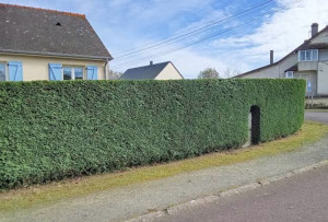 Photo de galerie - Petit taillage de haie
