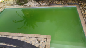 Photo de galerie - Récupération eau vertes [avant]