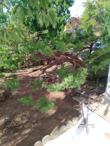 Photo de galerie - Taille de haies et d'arbustes