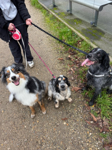 Photo de galerie - Promenades de chiens