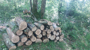 Photo de galerie - Abattre les arbres bois de chauffage 