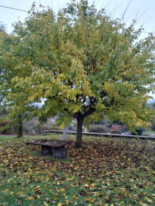 Photo de galerie - Elagage et coupe d'arbres