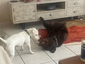 Photo de galerie - Deux compagnons que nous avons gardé durant les vacances ☺️