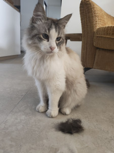 Photo de galerie - Garde chat