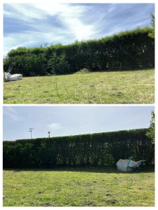 Photo de galerie - Taille de haie troène, largeur 1,20m