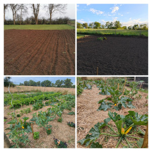 Photo de galerie - Paysagiste - Aménagement du jardin