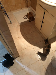 Photo de galerie - Mes deux chatons ont l’habitude d’avoir des visites de chats errants ou d’amis, que je garde. Je suis souvent chez moi au rez-de-chaussée et possède une cour extérieure privative.