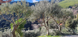 Photo de galerie - Taille d’Olivier