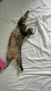 Photo de galerie - Petite sieste de Rio !