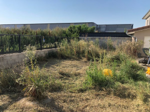 Photo de galerie - Débroussaillage en cours, herbes hautes entre 1,80m et 2m