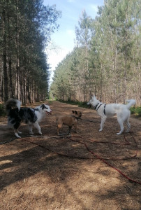 Photo de galerie - Organisation de balade canine, en forêt, avec pleins de nouveaux copains ! 