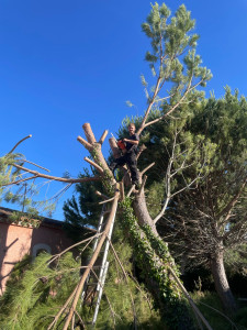 Photo de galerie - Elagage et coupe d'arbres