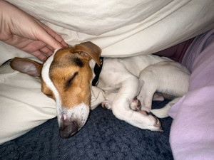 Photo de galerie - Moment câlin avec ce Jack Russel que je garde régulièrement 