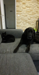 Photo de galerie - Garde de chien et chat 