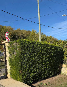 Photo de galerie - Cyprès leylandii