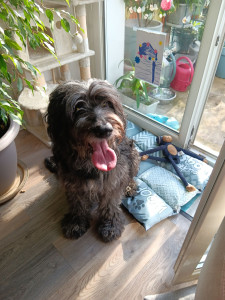 Photo de galerie - Chuky, Briard de 6 ans, gros nounours très affectueux. 