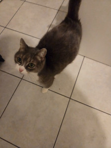 Photo de galerie - Chat Tiplouf