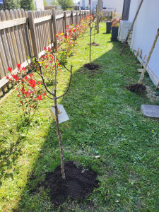Photo de galerie - Tonte de pelouse + plantation d'arbres fruitiers