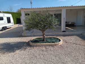 Photo de galerie - Plantation olivier