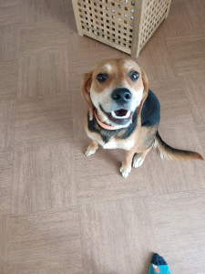 Photo de galerie - Garde chien