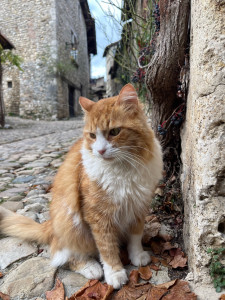 Photo de galerie - Gardien de chat