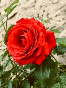 Photo de galerie - Photo d'une rose