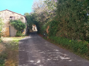 Photo de galerie - Taille et elagage 
