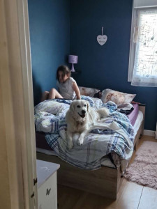 Photo de galerie - Une Golden retriever surnommé Lana qui et venu et viens toujours à notre domicile elle et adorable. 