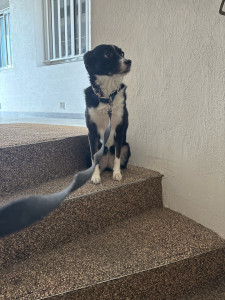 Photo de galerie - Macha : une petite chienne très sensible et un peu peureuse pour qui j’ai craqué. Je ne l’ai promené qu’une seule fois et pourtant elle m’a marquée 
