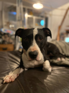 Photo de galerie - Garde chien