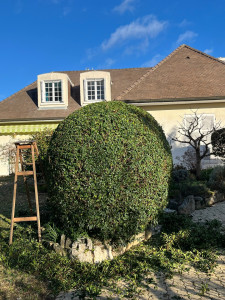 Photo de galerie - Taille de haies et d'arbustes