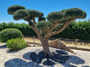 Photo de galerie - Taille Arbuste