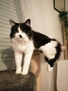 Photo de galerie - Louna 