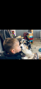 Photo de galerie - Garde animaux