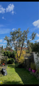 Photo de galerie - Elagage et coupe d'arbres