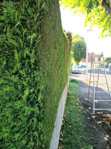 Photo de galerie - Taillage de haie