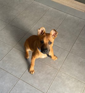 Photo de galerie - Tarzan - croise malinois 